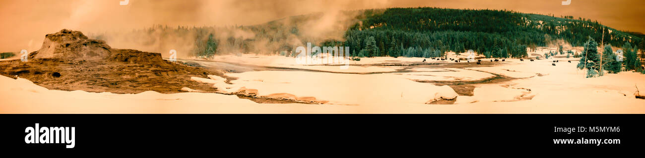 Castle Geyser in landscape with bison or American buffalo in snow at Upper Geyser Basin in Yellowstone National Park, Wyoming in winter. Stock Photo