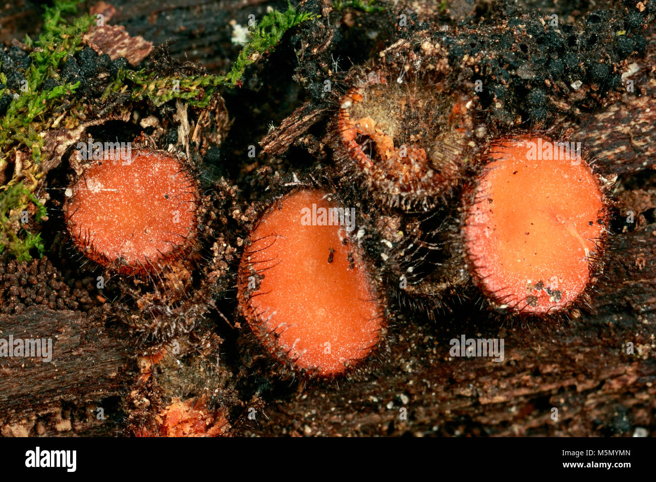 Eyelash cup fungus (Scutellinia scutellata) Stock Photo