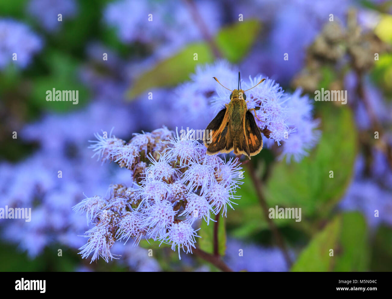 Fiery Skipper (Hylephila phyleus) on blue mistflower (Conoclinium coelestinum) Stock Photo