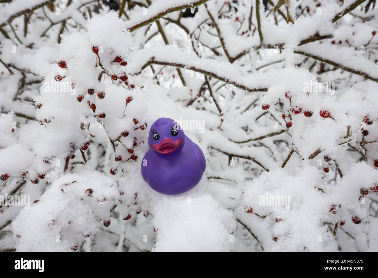 Snow on wild rose pips with a rubber duck enjoying the cold weather Stock Photo