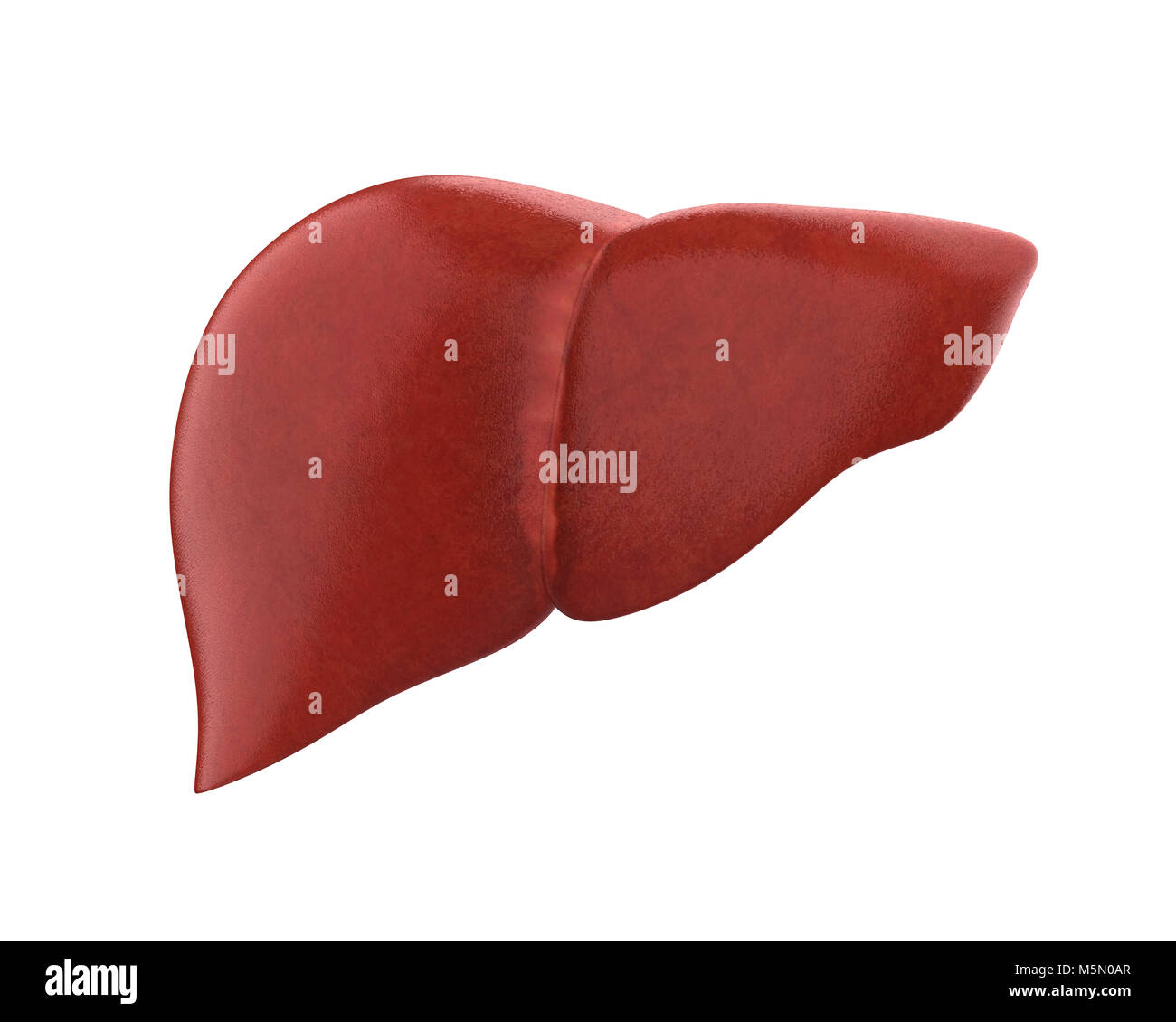 Human Liver Anatomy Stock Photo