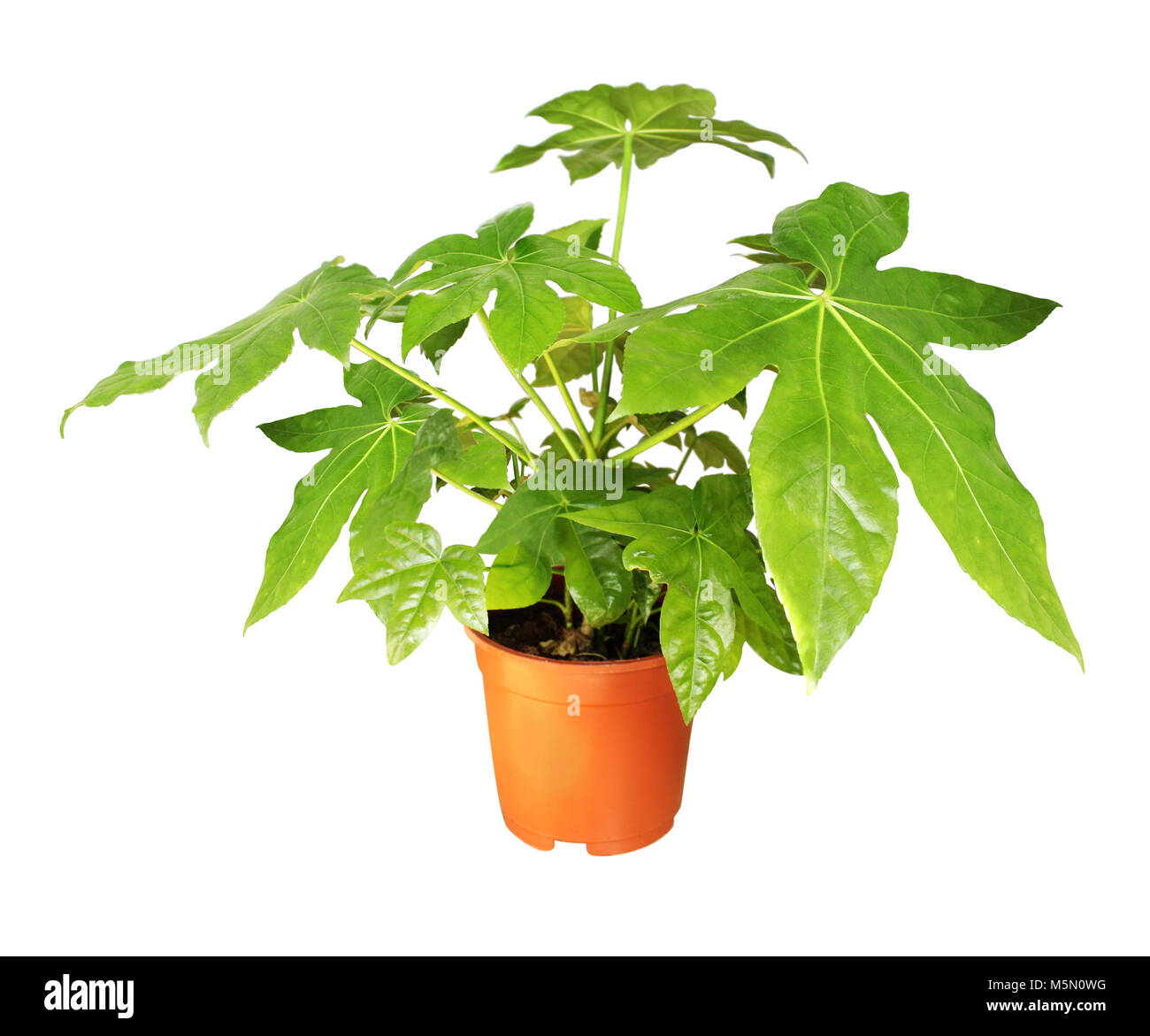 Decorative home plant Japanese fatsia (Fatsia japonica) in a pot. Isolated on white background Stock Photo
