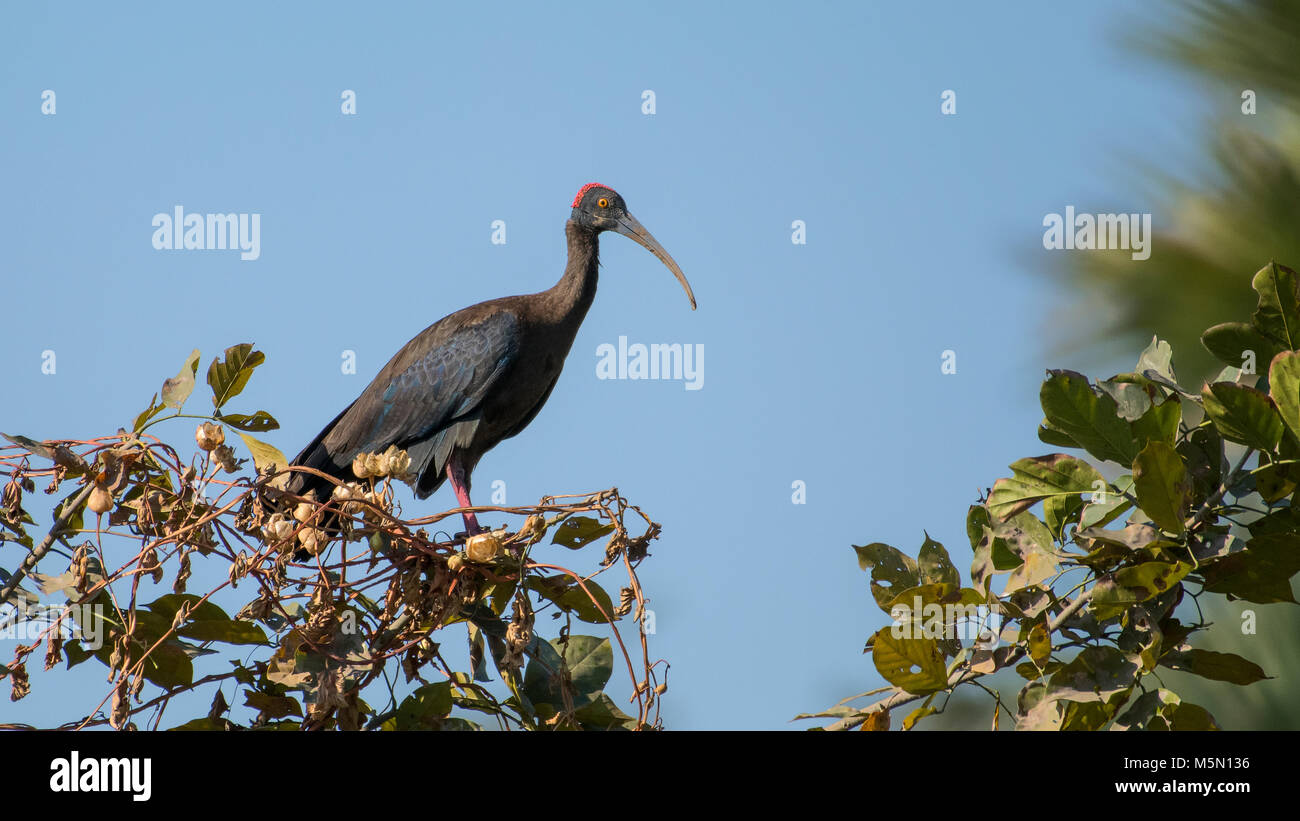 white patch, Red naped Ibis, Ibis, Black Ibis, White shouldered Ibis, crimson ,red ,warty, skin, crown, nape, long down curved bill, long ,down curved Stock Photo