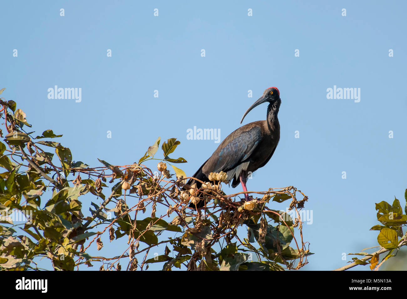 white patch, Red naped Ibis, Ibis, Black Ibis, White shouldered Ibis, crimson ,red ,warty, skin, crown, nape, long down curved bill, long ,down curved Stock Photo
