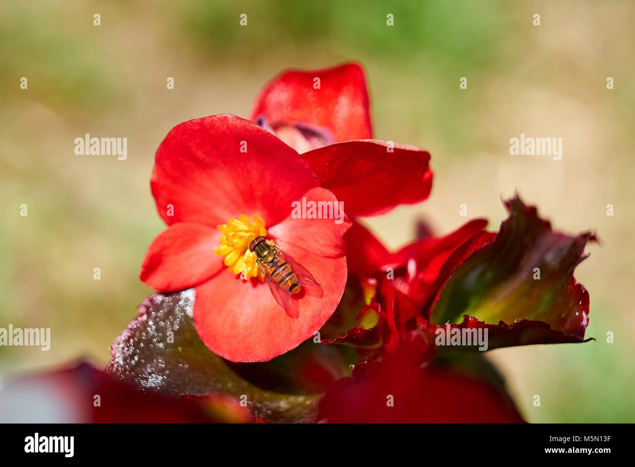 Summer meadow - bee collecting floral nectar, large close-up (macro) Stock Photo
