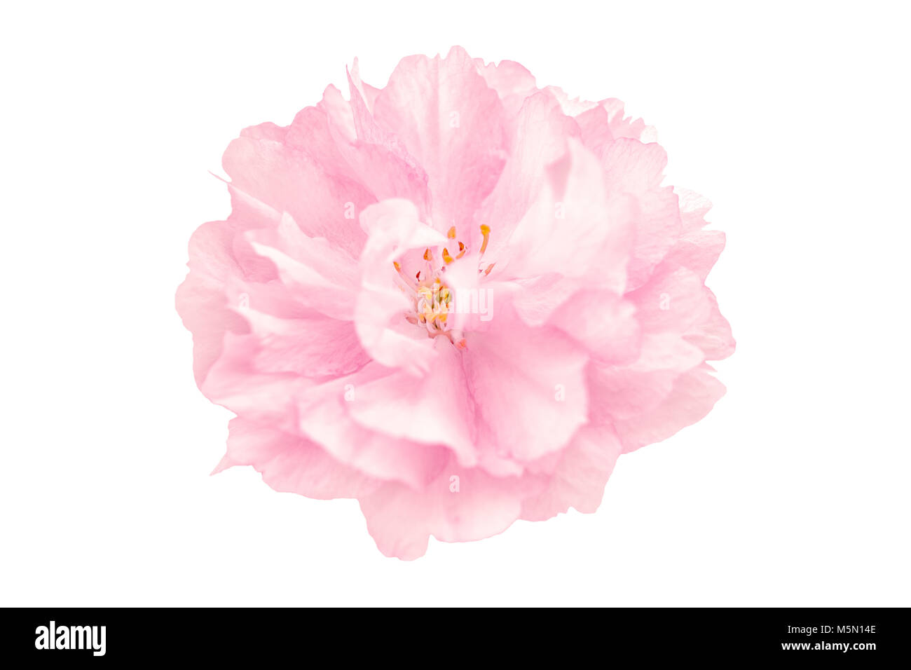 Beautiful pink sakura flower cherry blossom isolated on white ...