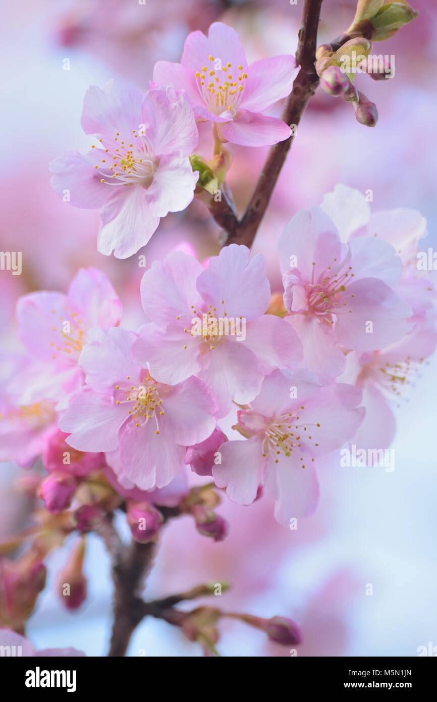 Macro texture of Japanese Pink Cherry Blossoms Stock Photo - Alamy