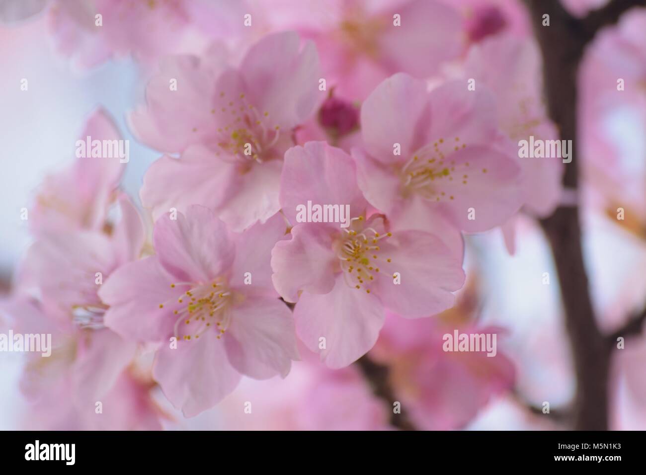 Macro texture of Japanese Pink Cherry Blossoms Stock Photo - Alamy