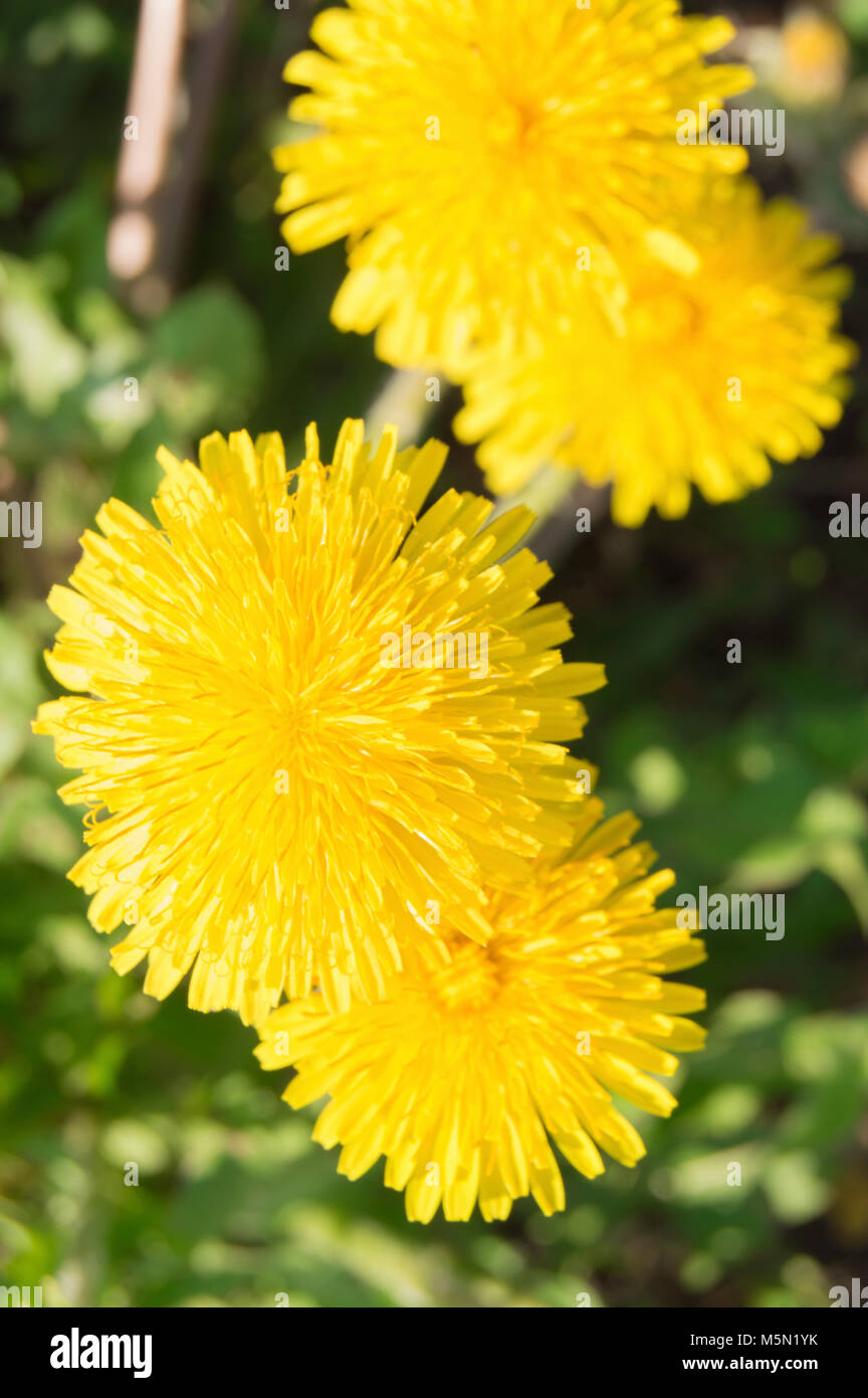 Top view of yellowTop view of yellow dandelion flowers in green grass ...