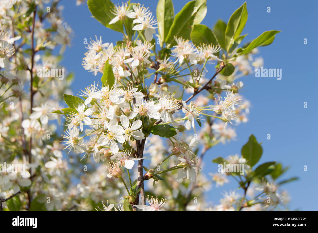 Beautiful flowers of cherry on blue sky background Stock Photo - Alamy