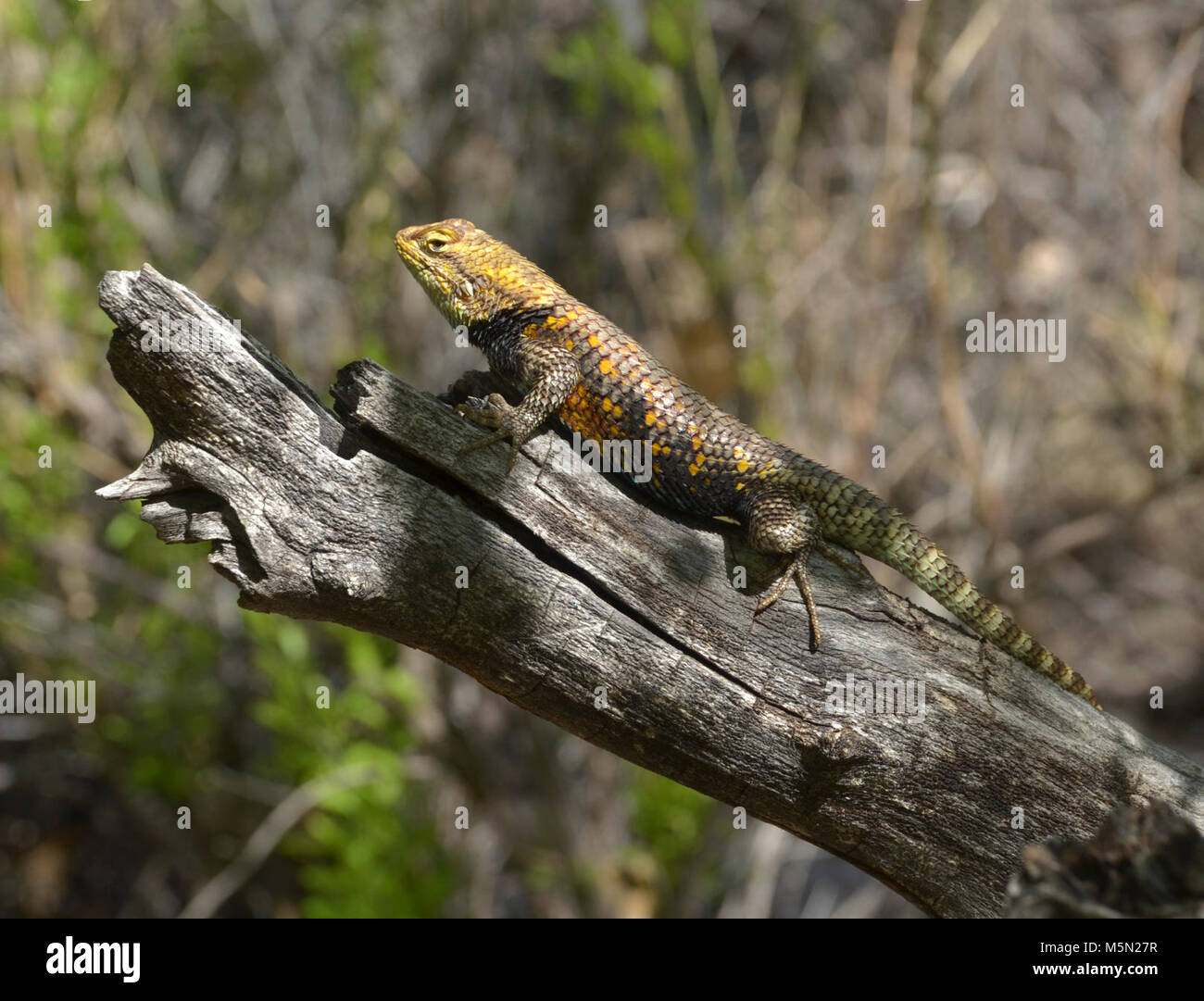 Large stocky lizard hi-res stock photography and images - Alamy