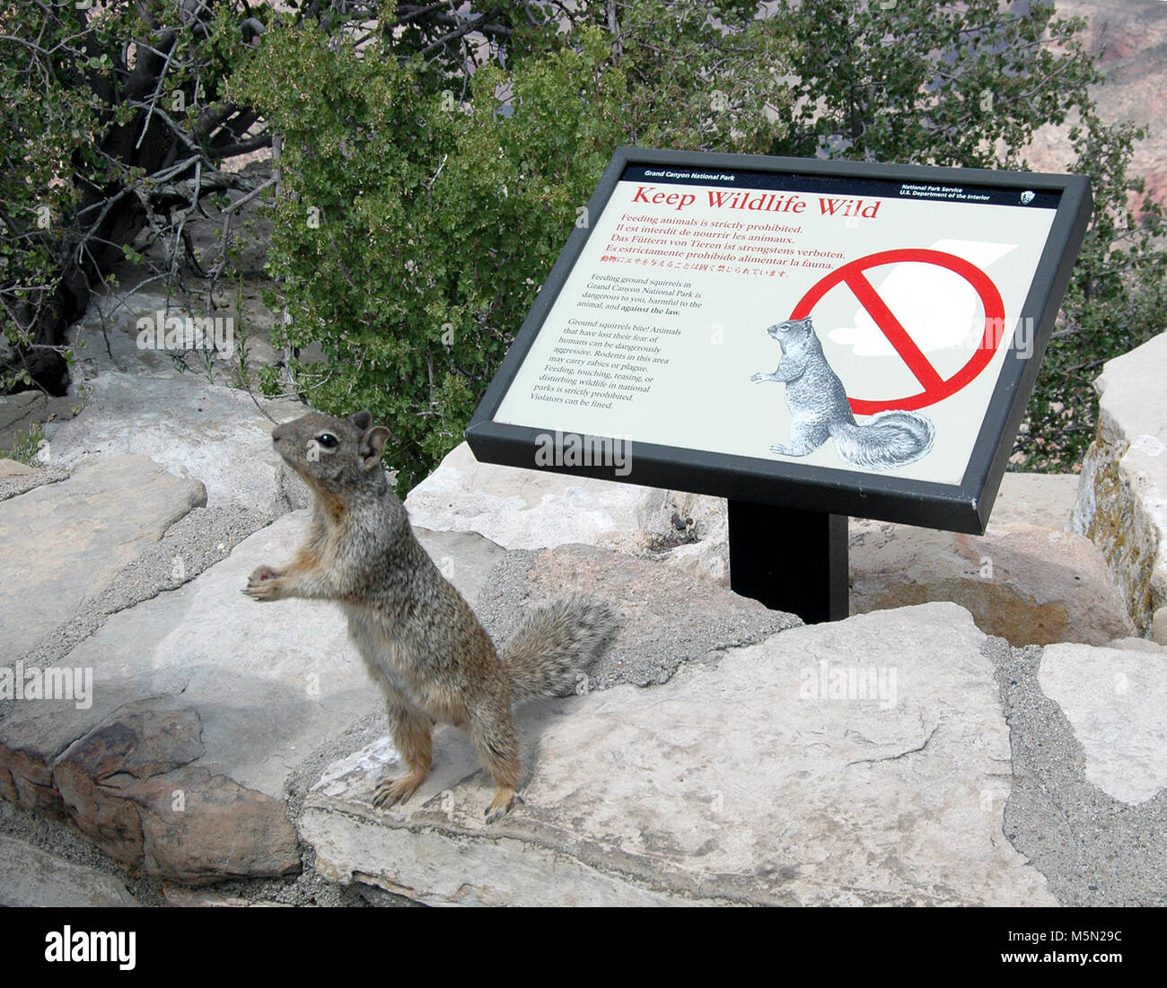 Grand Canyon Nat Park Rock Squirrel . The rock squirrel; the most