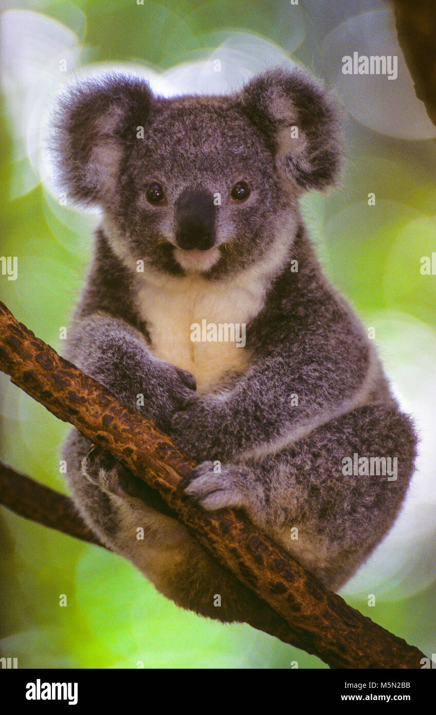 The koala (Phascolarctos Cinereus, often inaccurately referred to as the  'koala bear') is an arboreal herbivorous marsupial, native to Australia.  The koala is found in coastal areas of the mainland Australia's eastern