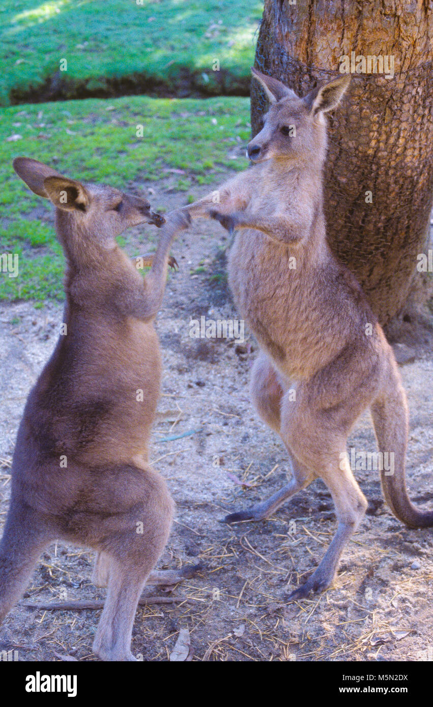 Animals without legs hires stock photography and images Alamy