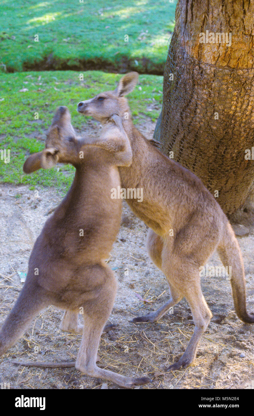Animals without legs hires stock photography and images Alamy