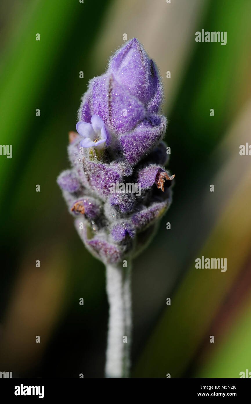 Lavender is used as a medicinal herb, commonly used for anxiety