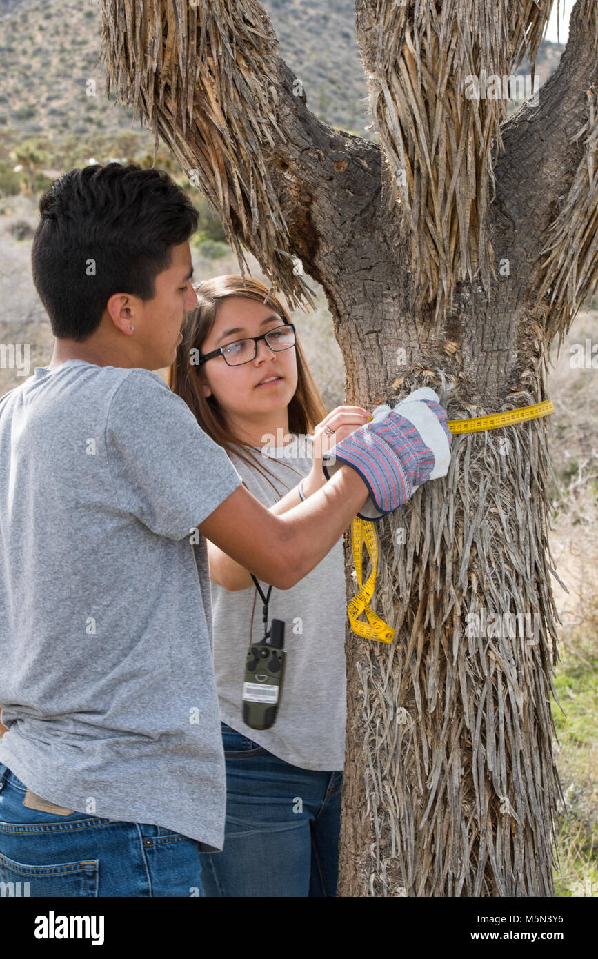 Student Summit on Climate Change - Joshua tree Monitoring . Stock Photo
