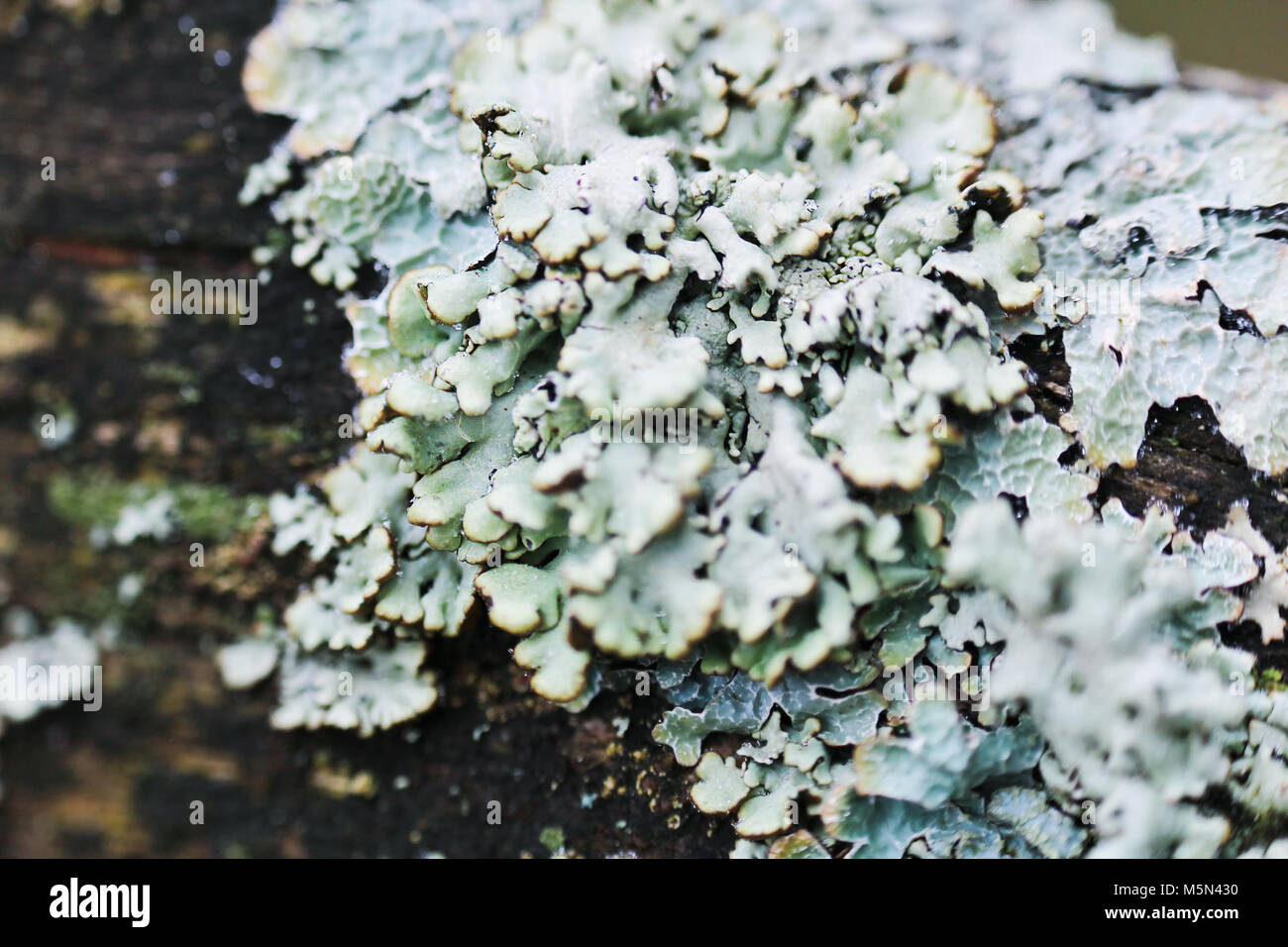 Green Lichen on dark wood, macro photo Stock Photo