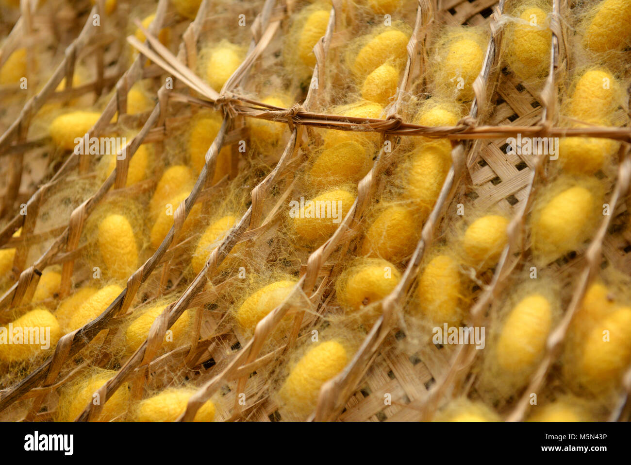 Silk worm nest is made from butterfly worm Stock Photo - Alamy