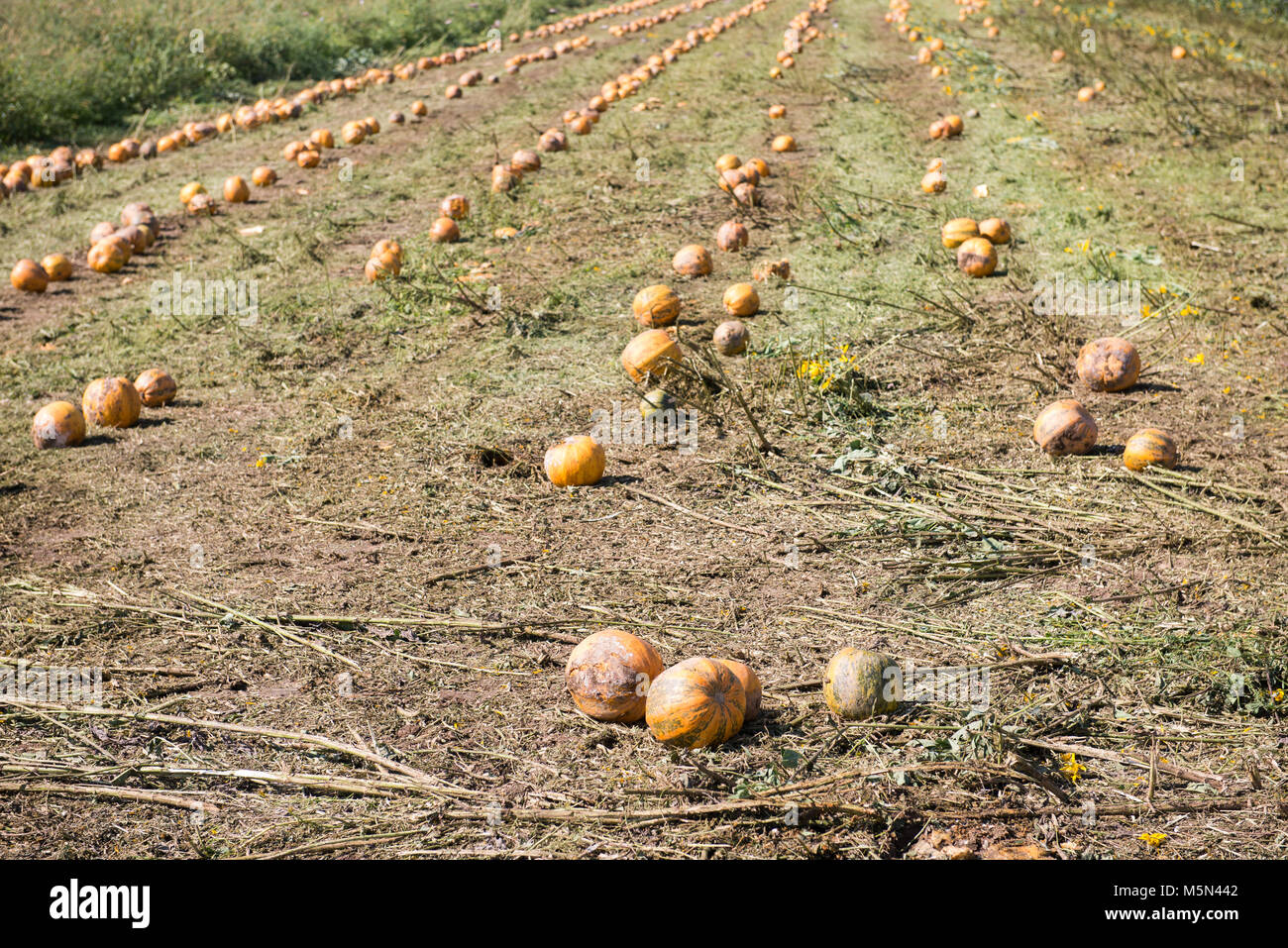 Field of pumpkins after harvest on a field in Austria Stock Photo
