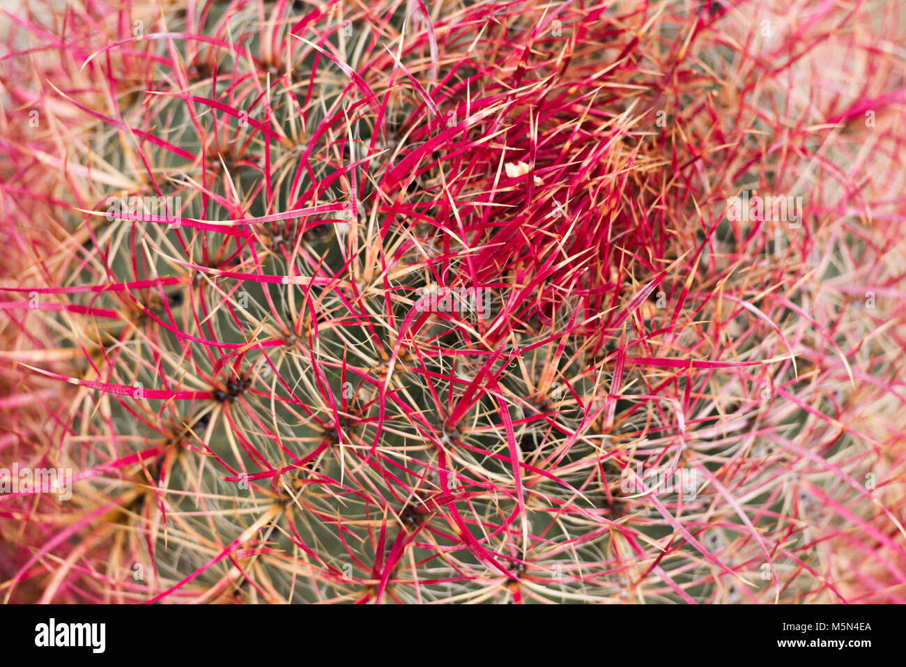 California barrel cactus (Ferocactus cylindraceus) detail . Stock Photo