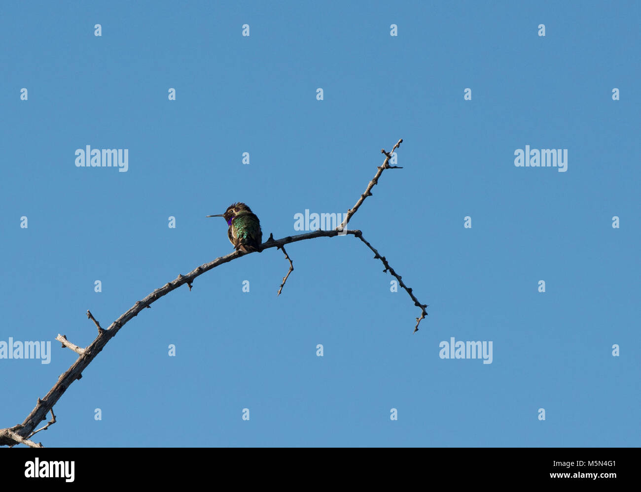 Costa's Hummingbird . Stock Photo