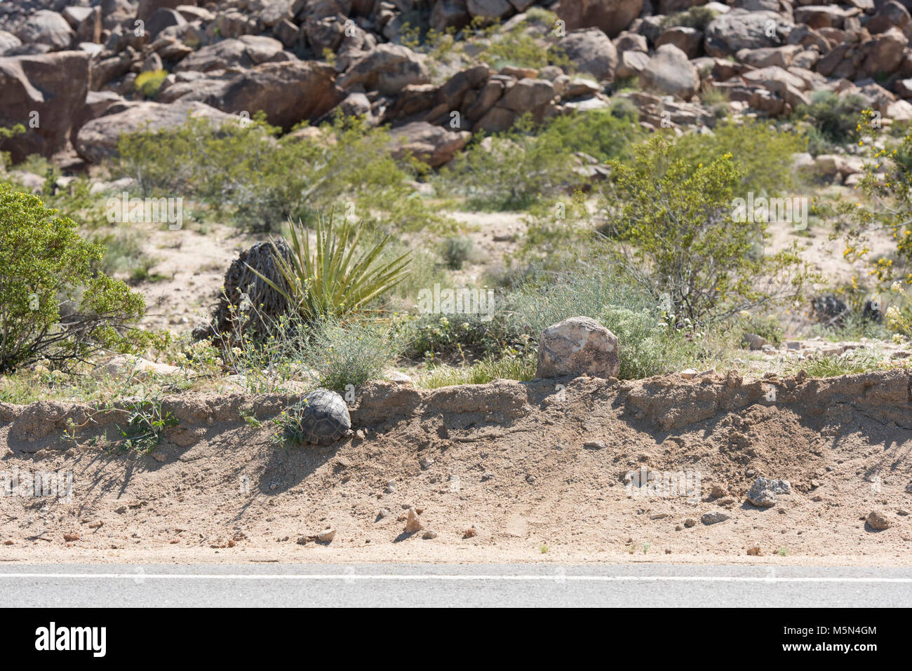 Desert tortoise crossing Pinto Basin Road . Stock Photo