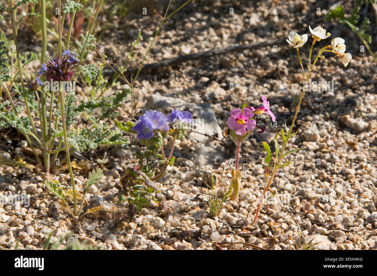 Four wildflower species lined up in a row . Stock Photo