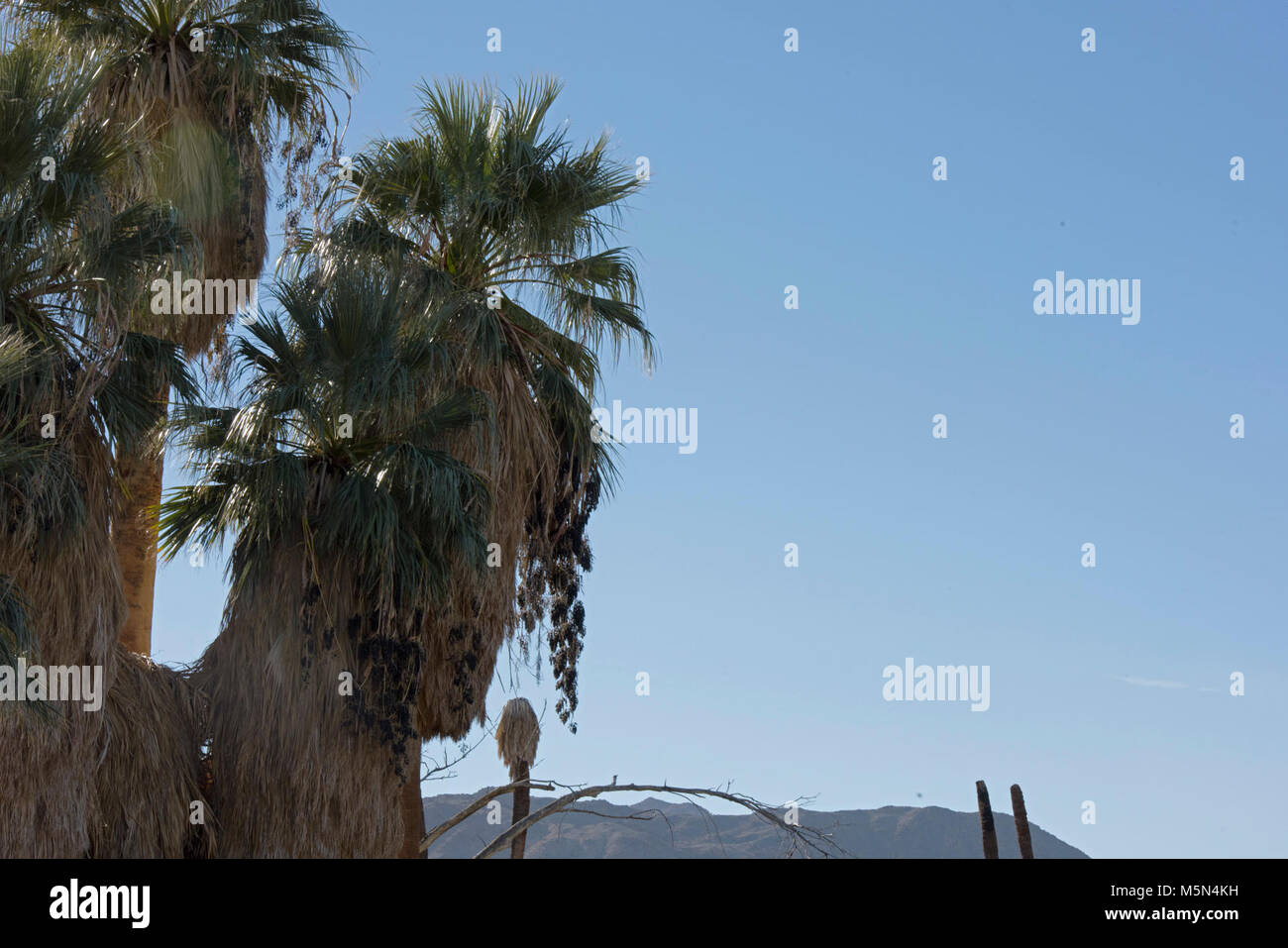 Fruiting desert palm trees . Stock Photo