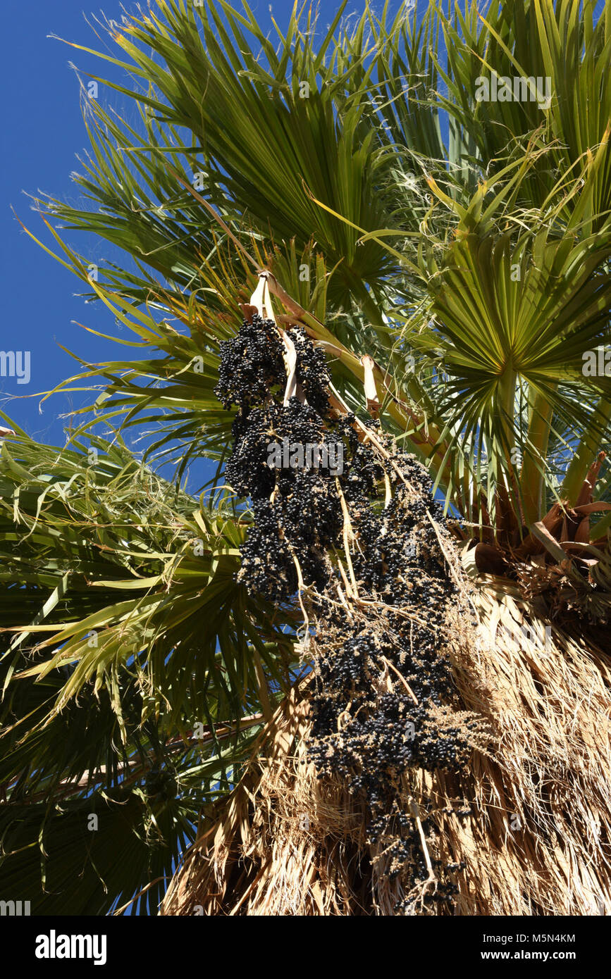 Fruits of the desert palm trees Stock Photo Alamy