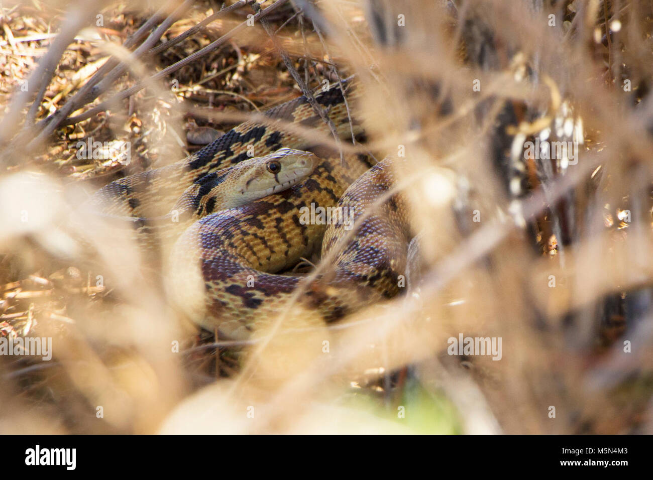 Gopher Snake Stock Photo - Alamy