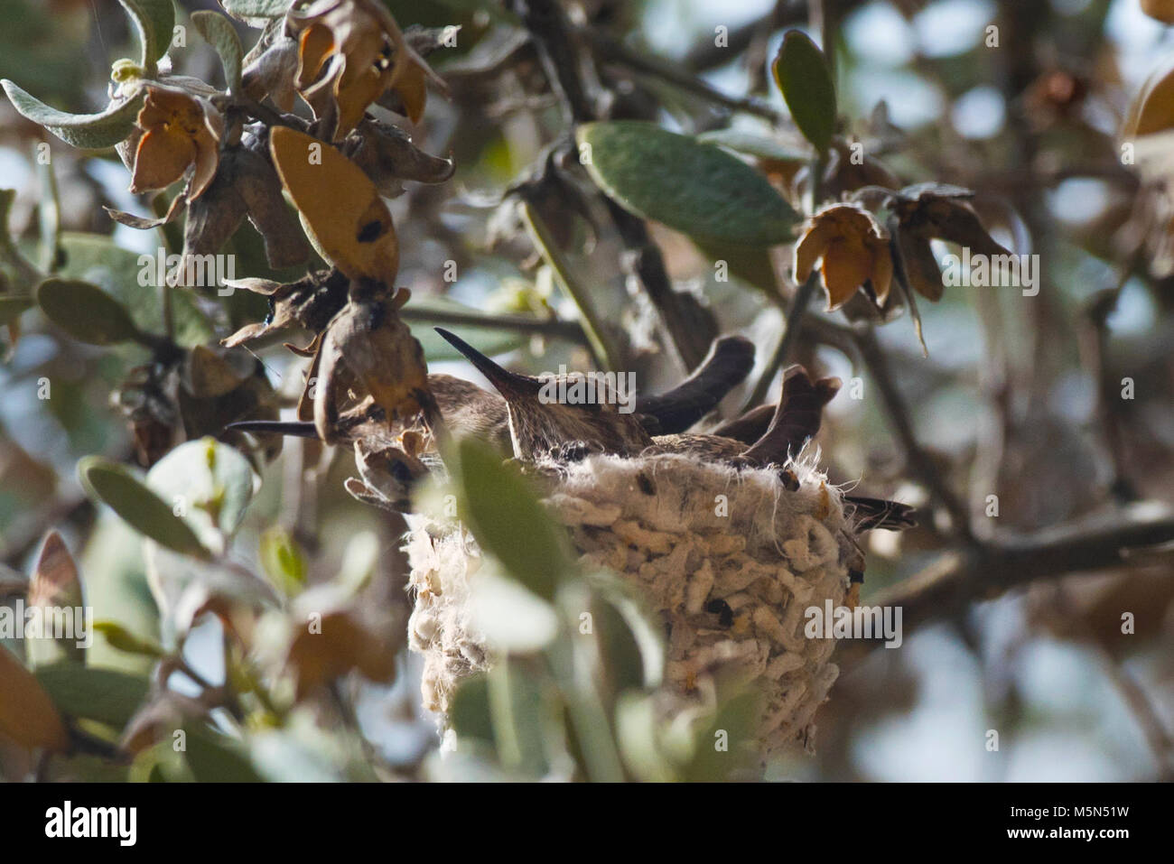 Hummingbird Chicks in Nest . Stock Photo