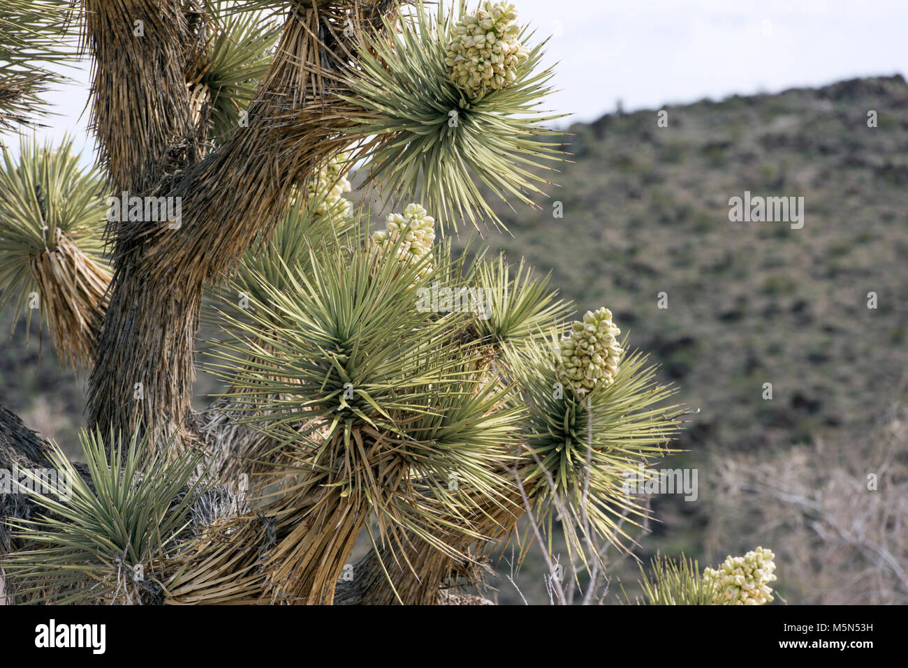 Joshua tree (Yucca brevifolia) blossoms;  . Stock Photo