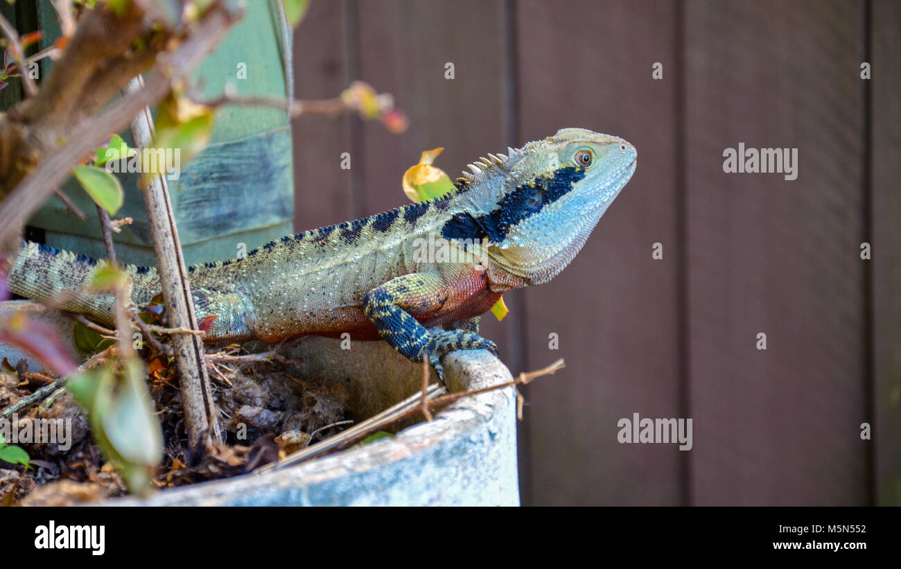 An Australian Eastern Water Dragon  (Intellagama lesueurii) in a garden pot plant Stock Photo