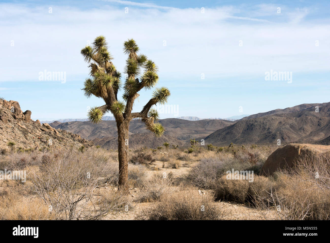 Joshua tree (Yucca brevifolia) growing in Lost Horse Valley . Stock Photo
