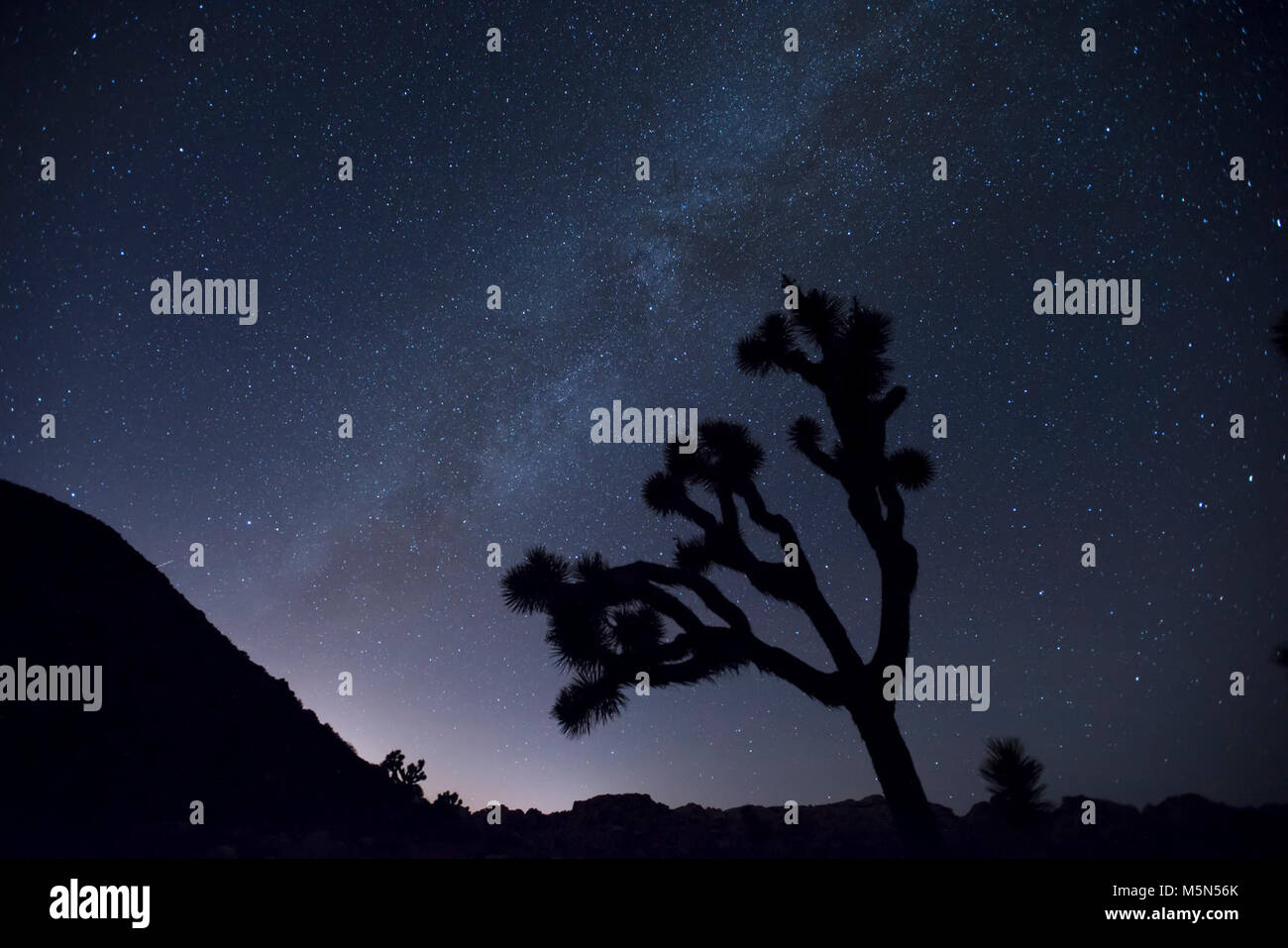 Joshua trees under the stars . Stock Photo