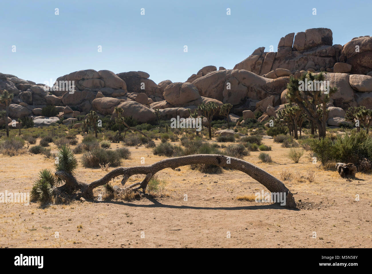 Leaning Joshua tree at Hall of Horrors Stock Photo Alamy
