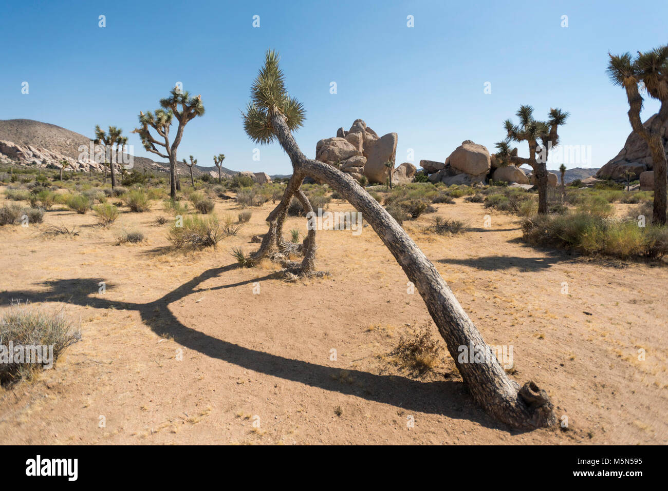 Leaning Joshua tree at Hall of Horrors Stock Photo Alamy