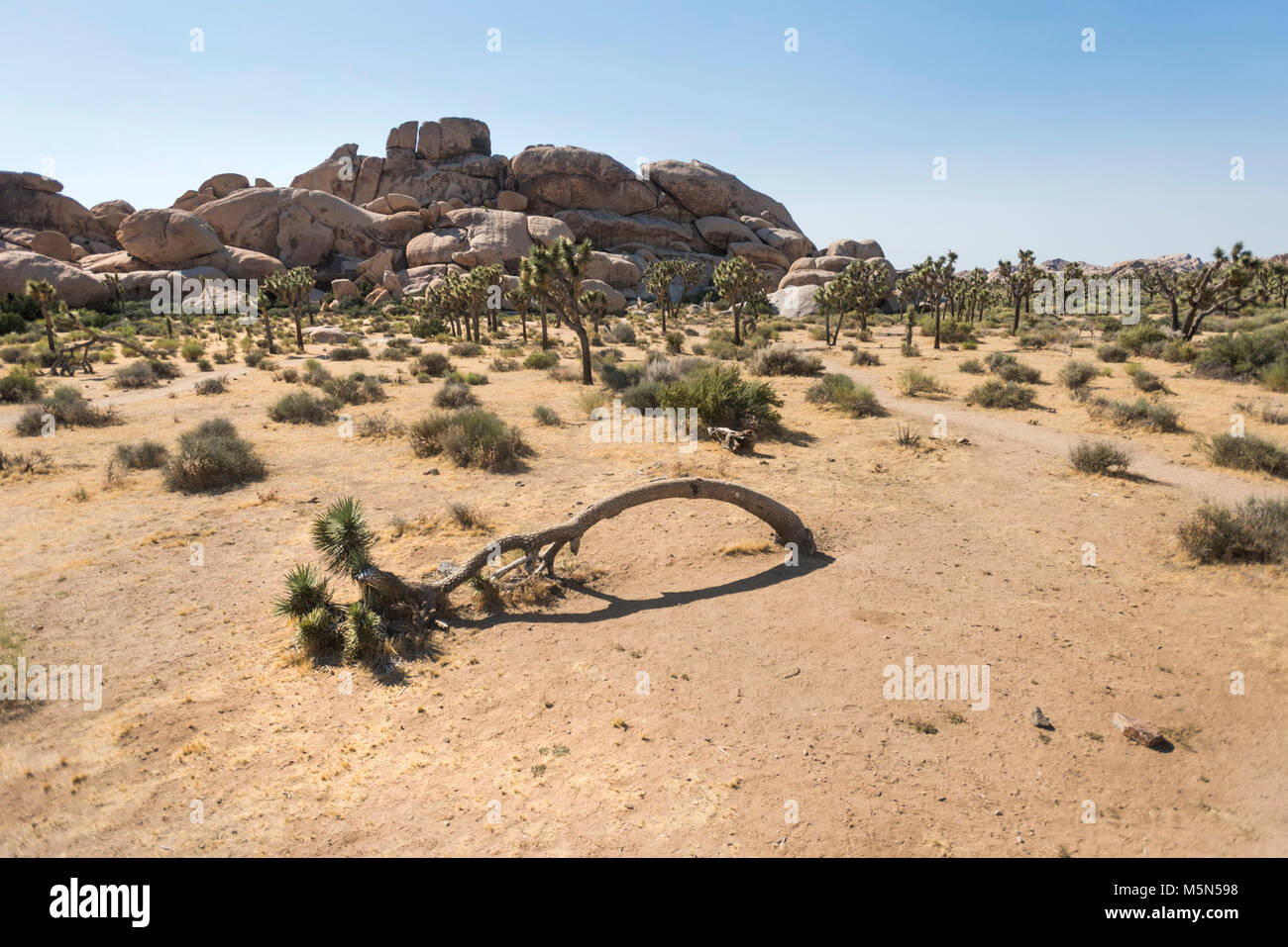 Leaning Joshua tree at Hall of Horrors Stock Photo Alamy