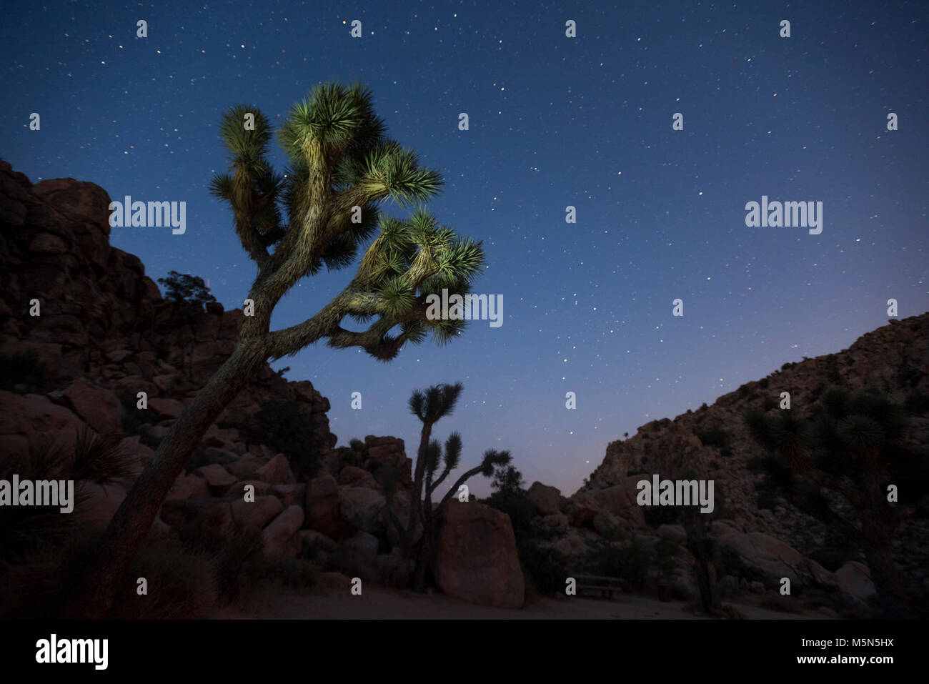 Night sky of Joshua Tree National Park Stock Photo - Alamy