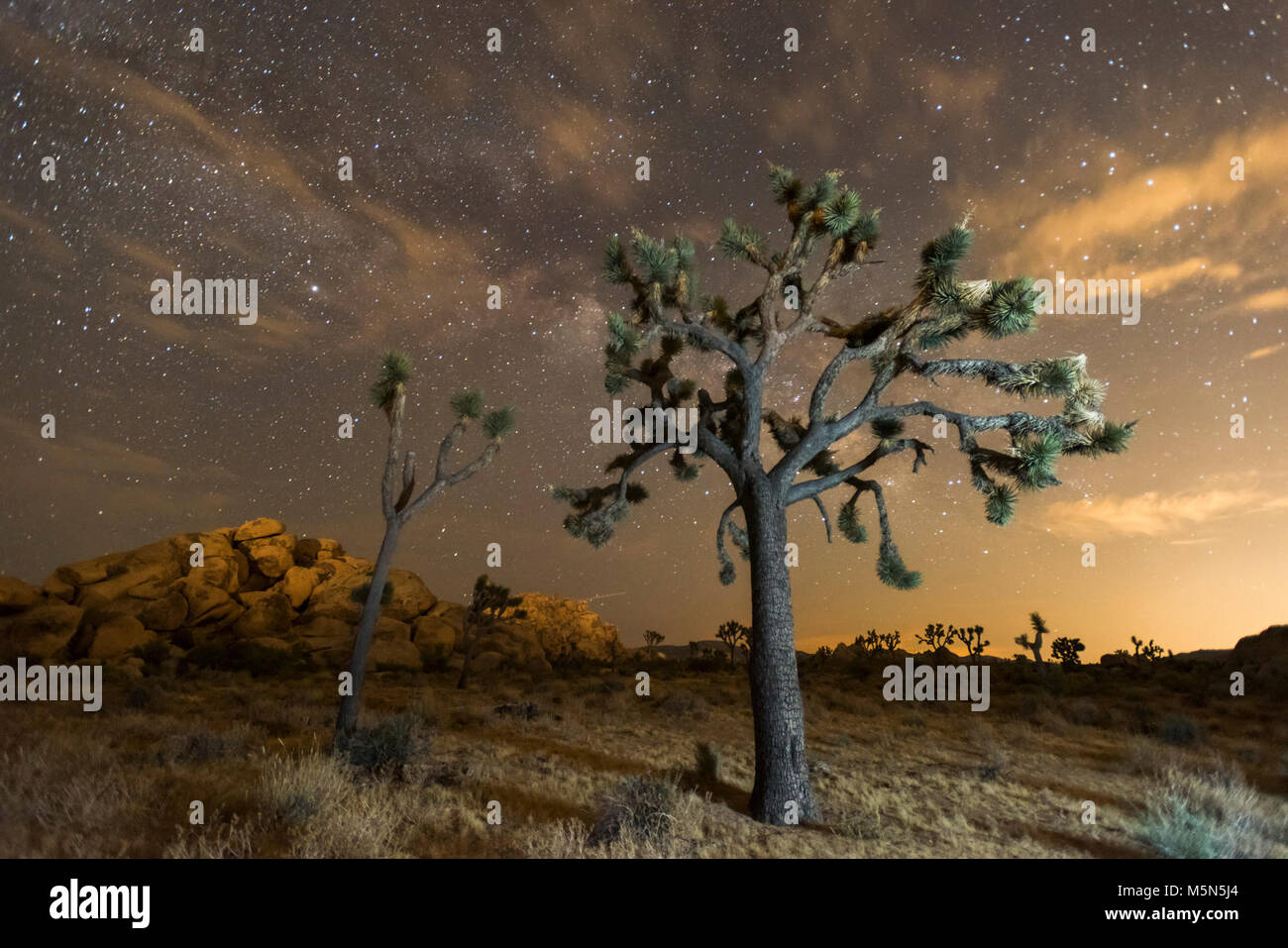 Night sky of Joshua Tree National Park . Stock Photo
