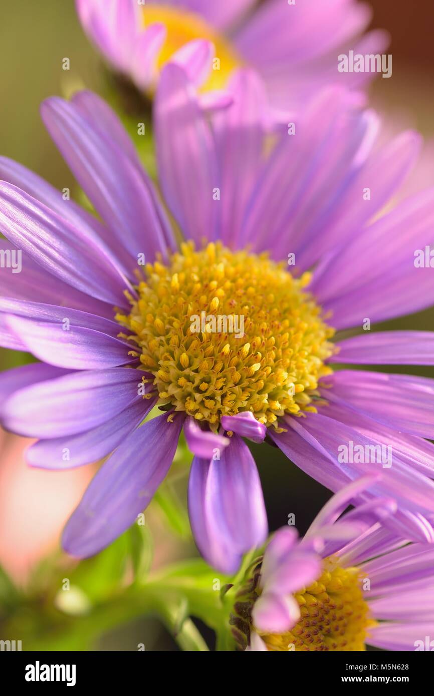Macro texture of vibrant purple colored Daisy flower Stock Photo