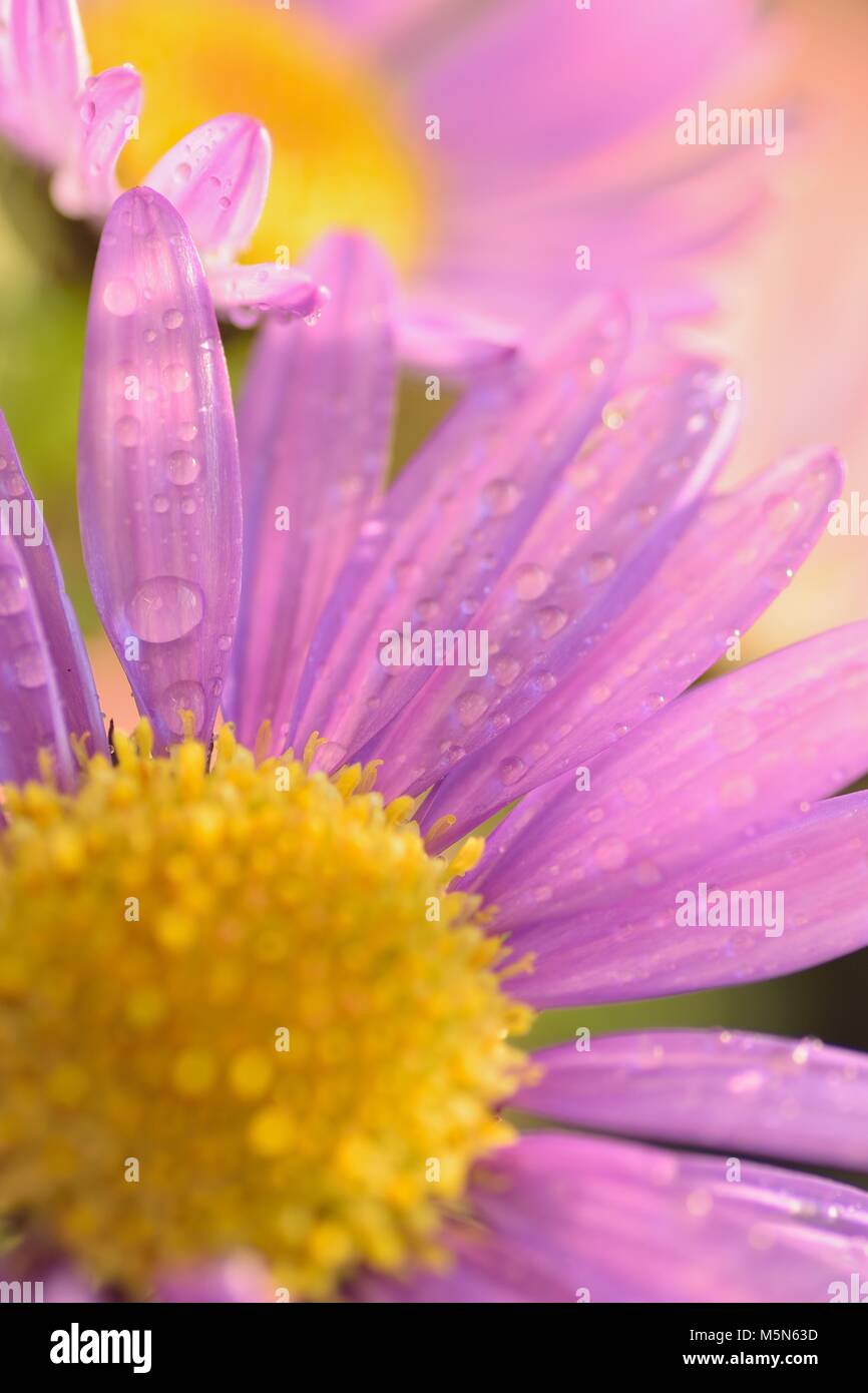Macro texture of vibrant purple colored Daisy flower with rain droplets Stock Photo