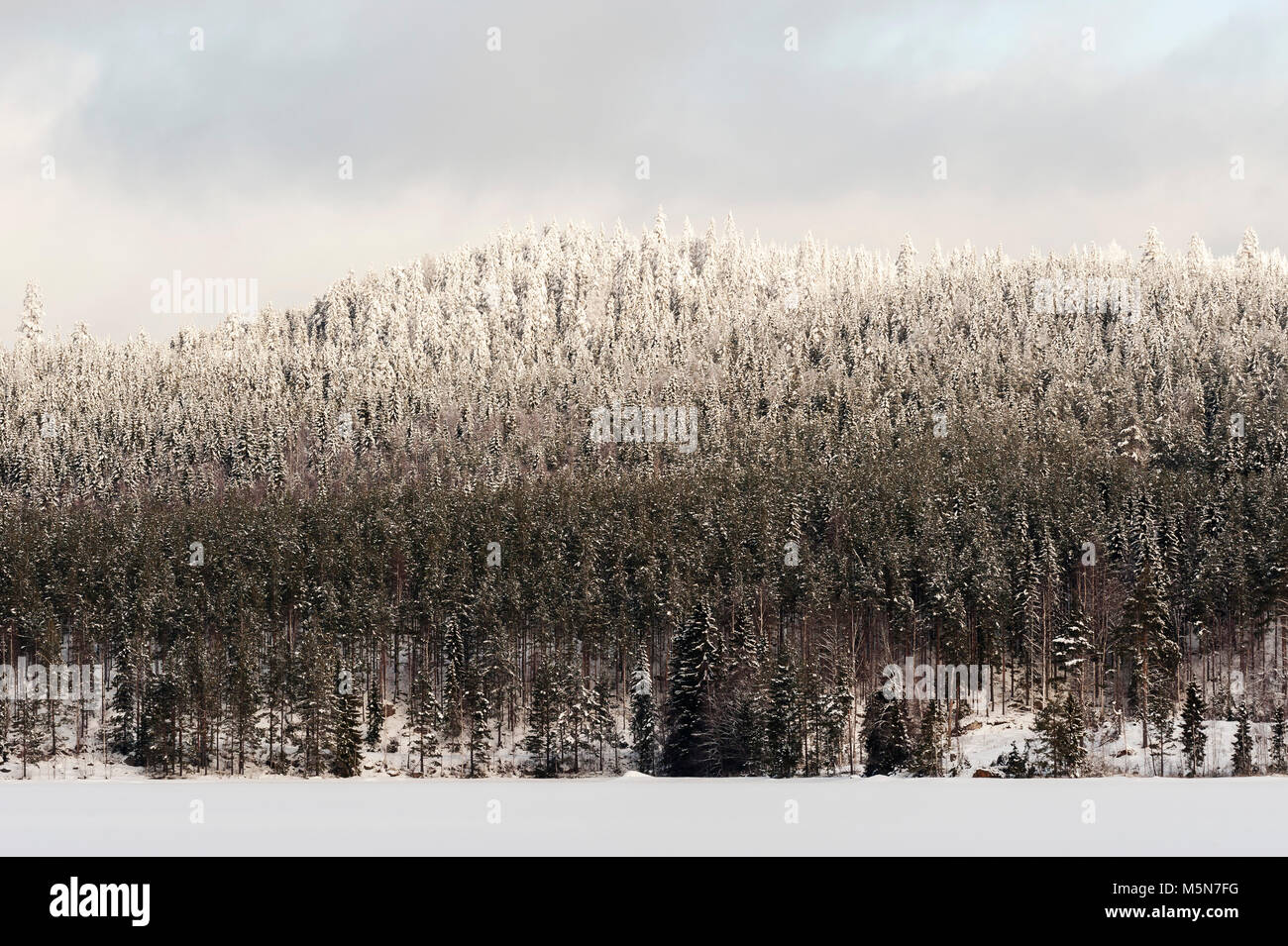 Winter forest, Sweden Stock Photo