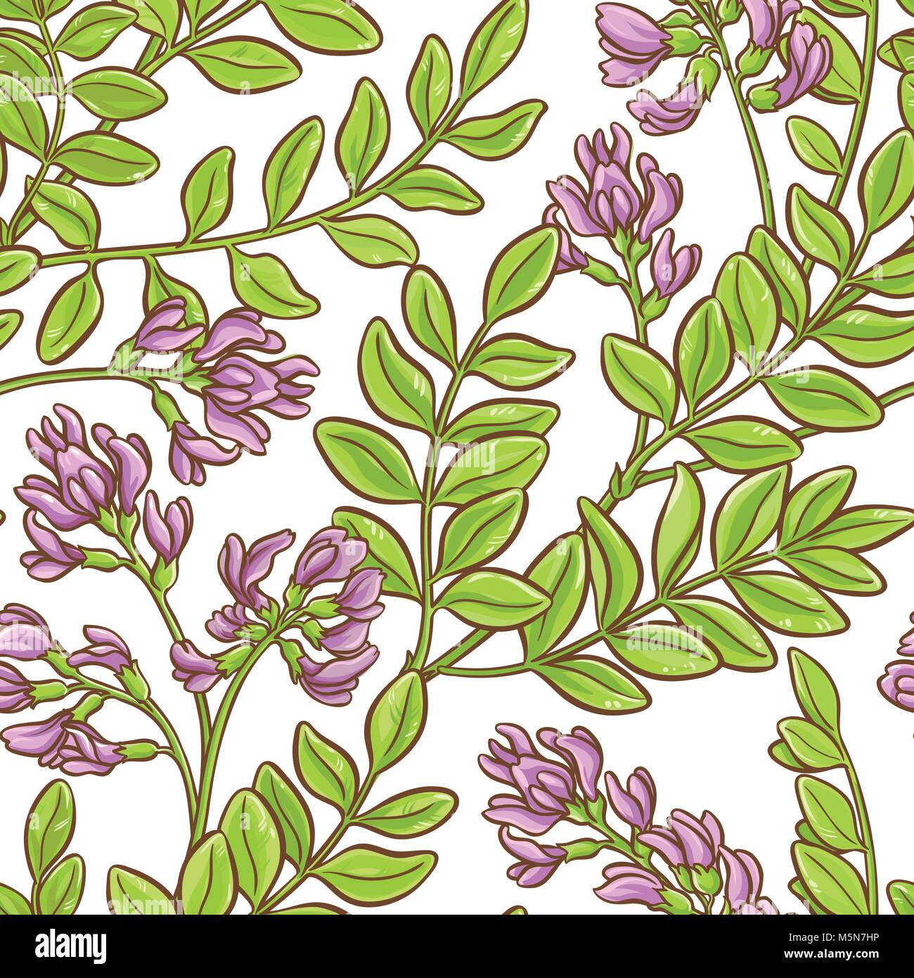 astragalus plant vector pattern on white background Stock Vector