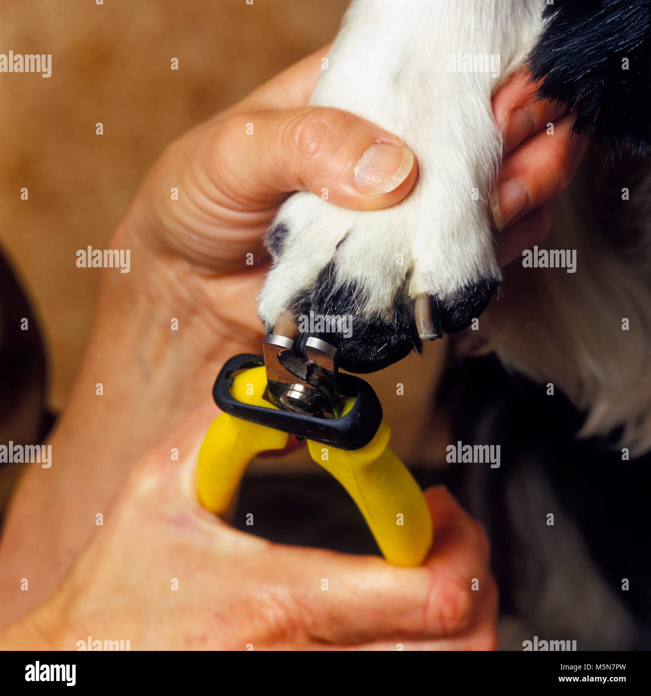 Cuting claws on a dog Stock Photo