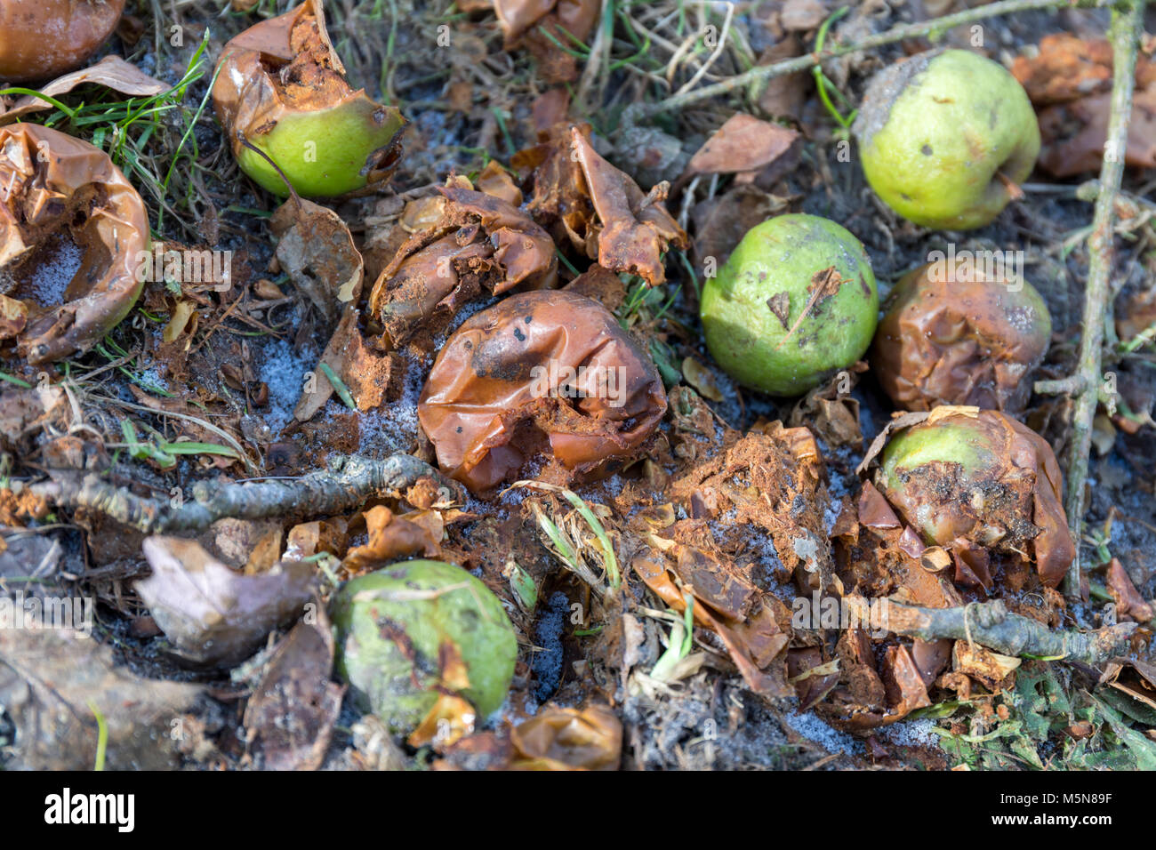 Apples on the ground hires stock photography and images Alamy