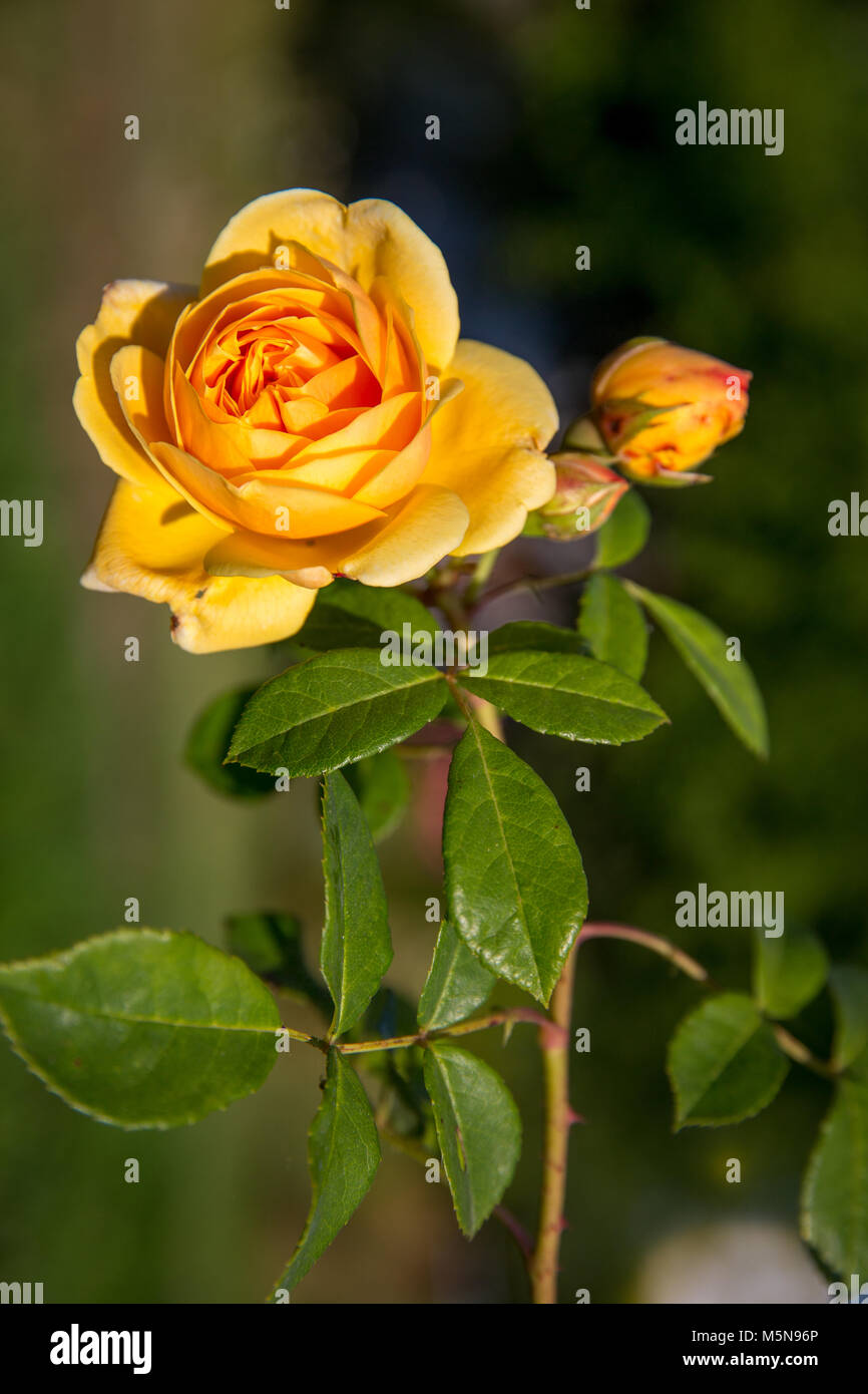 Yellow British Roses Beautiful nostalgy yellow English rose in the garden Stock Photo - Alamy