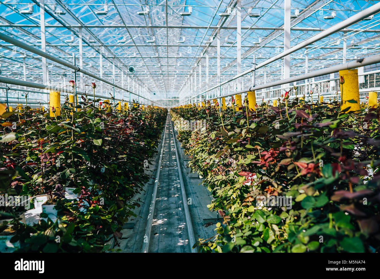 Greenhouse roses growing under daylight Stock Photo Alamy