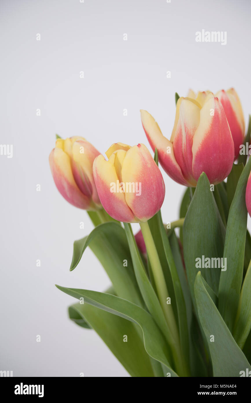 Red and yellow tulips on a white background Stock Photo - Alamy